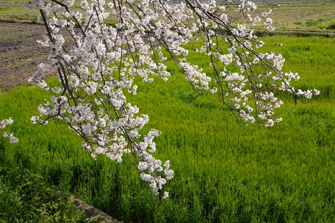 京都_桜_2020_42　大堰川堤防　No24