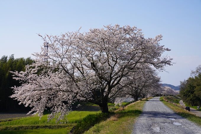 京都_桜_2020_42　大堰川堤防　No25