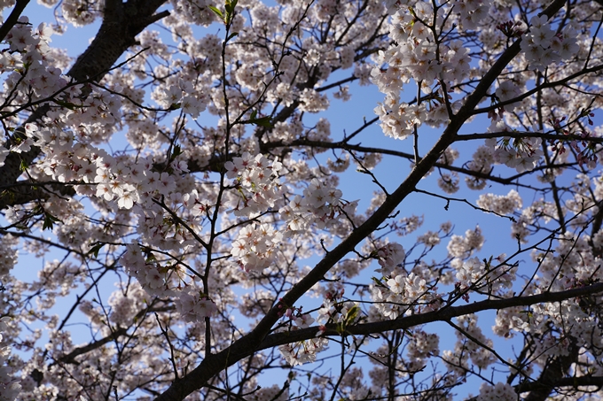 京都_桜_2020_42　大堰川堤防　No26