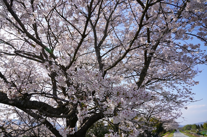 京都_桜_2020_42　大堰川堤防　No28