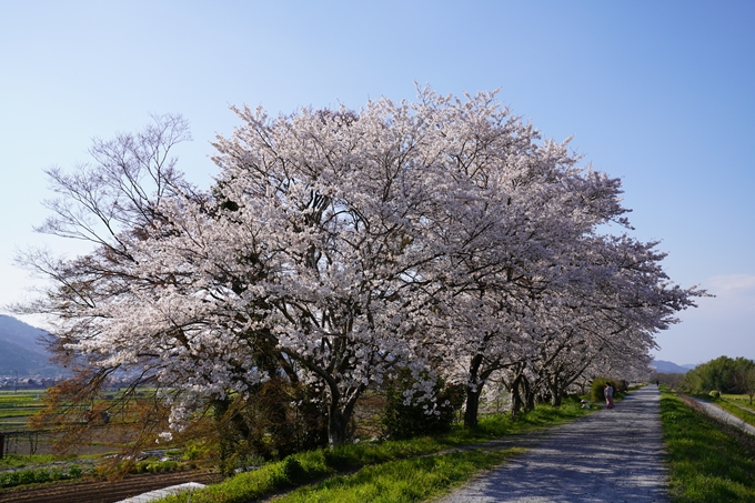 京都_桜_2020_42　大堰川堤防　No29