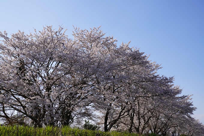 京都_桜_2020_42　大堰川堤防　No30