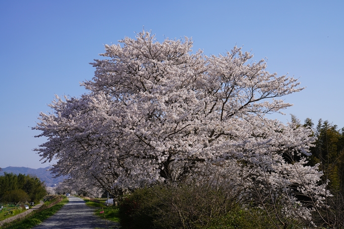 京都_桜_2020_42　大堰川堤防　No31