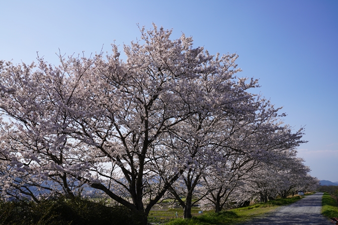 京都_桜_2020_42　大堰川堤防　No32