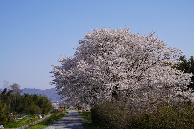 京都_桜_2020_42　大堰川堤防　No33