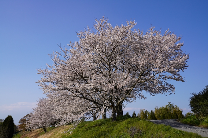 京都_桜_2020_42　大堰川堤防　No34