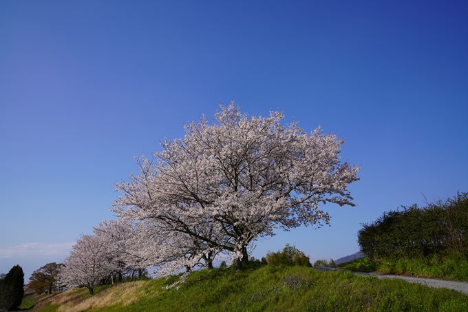 京都_桜_2020_42　大堰川堤防　No35