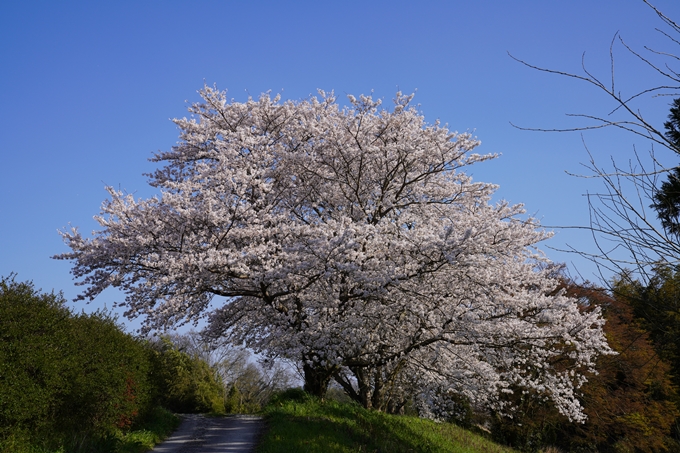 京都_桜_2020_42　大堰川堤防　No36