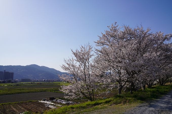 京都_桜_2020_42　大堰川堤防　No37