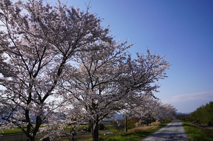 京都_桜_2020_42　大堰川堤防　No38