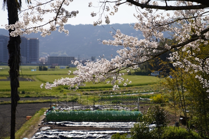 京都_桜_2020_42　大堰川堤防　No39