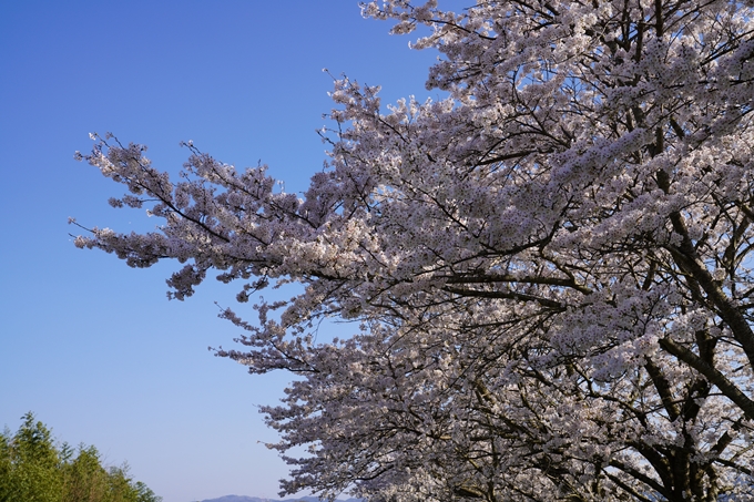 京都_桜_2020_42　大堰川堤防　No41