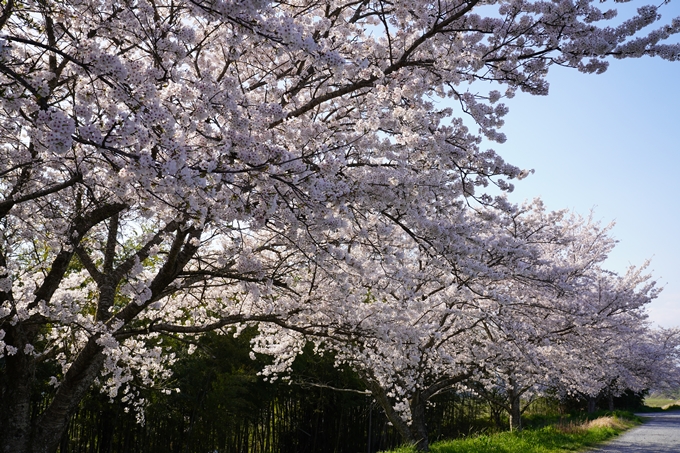 京都_桜_2020_42　大堰川堤防　No42