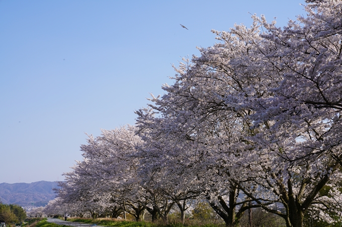 京都_桜_2020_42　大堰川堤防　No43