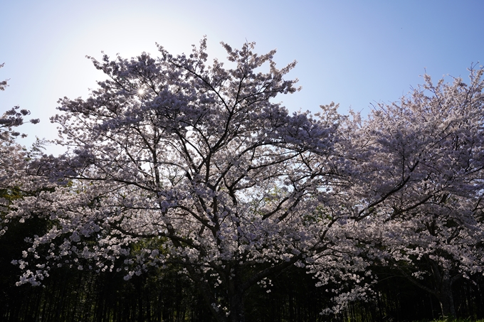 京都_桜_2020_42　大堰川堤防　No44