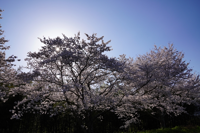 京都_桜_2020_42　大堰川堤防　No45