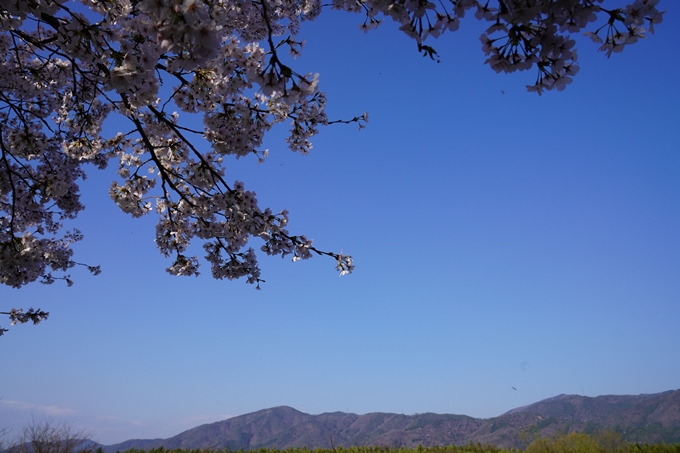 京都_桜_2020_42　大堰川堤防　No46