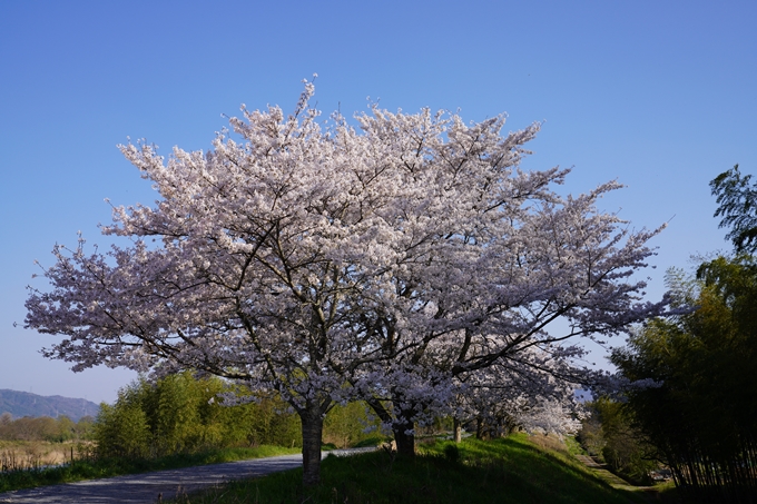 京都_桜_2020_42　大堰川堤防　No47