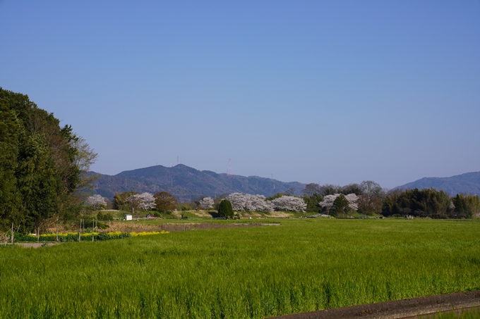 京都_桜_2020_42　大堰川堤防　No48