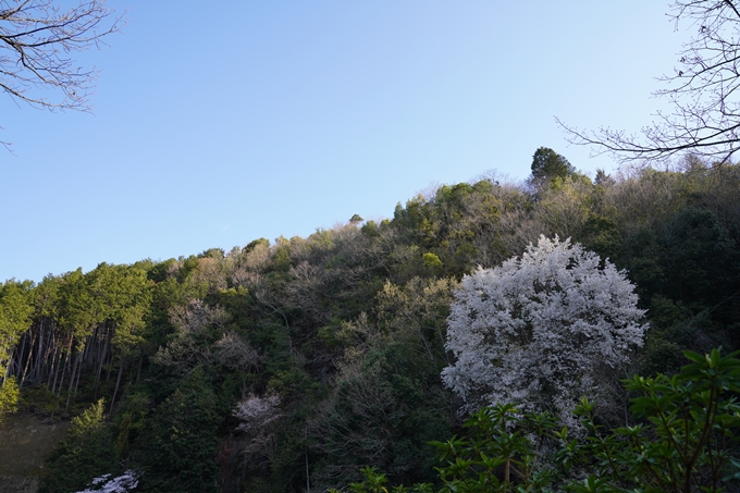 京都_桜_2020_43　七谷川　No2