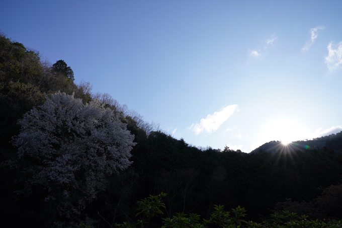 京都_桜_2020_43　七谷川　No3