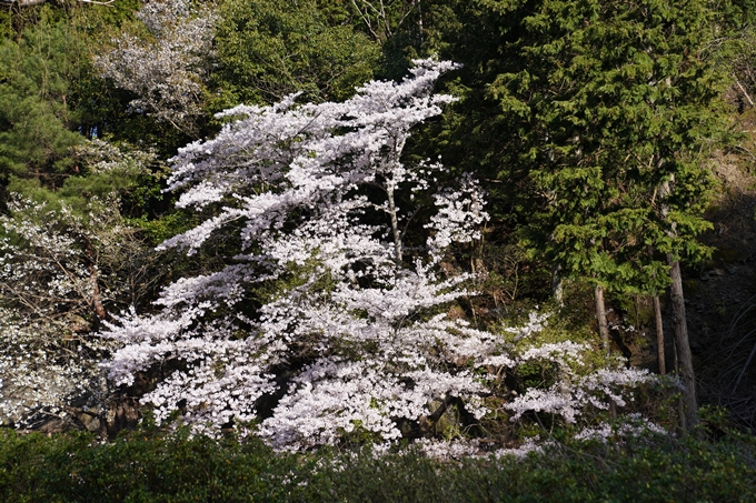 京都_桜_2020_43　七谷川　No4