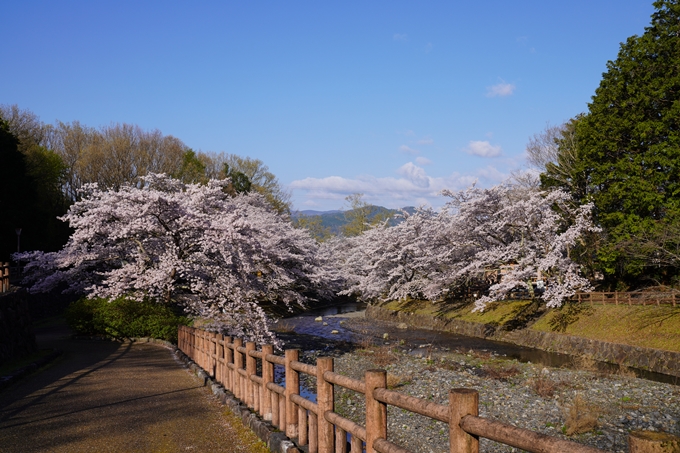 京都_桜_2020_43　七谷川　No5