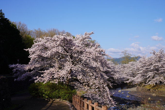 京都_桜_2020_43　七谷川　No6