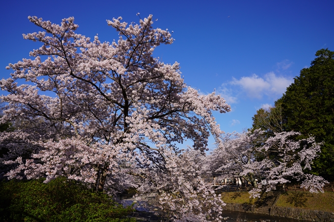 京都_桜_2020_43　七谷川　No7