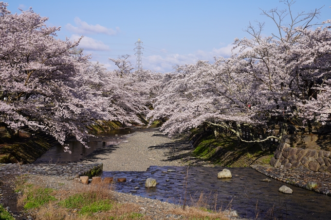 京都_桜_2020_43　七谷川　No8