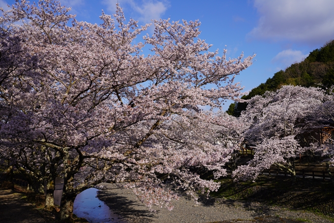 京都_桜_2020_43　七谷川　No9