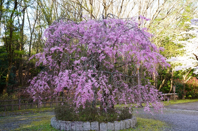 京都_桜_2020_43　七谷川　No11