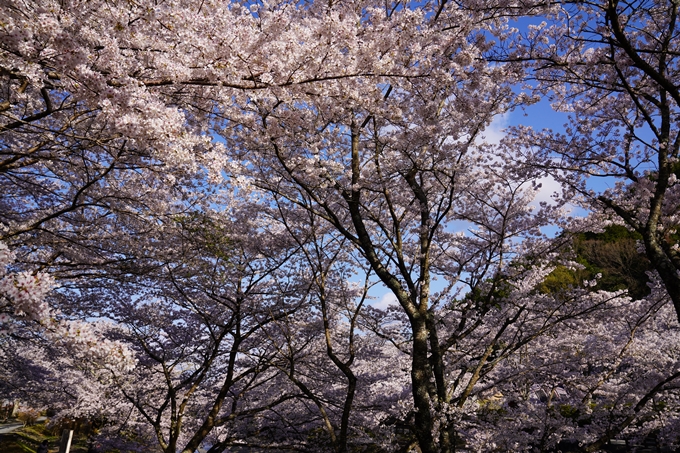 京都_桜_2020_43　七谷川　No12