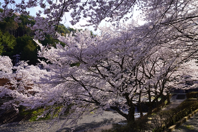 京都_桜_2020_43　七谷川　No14