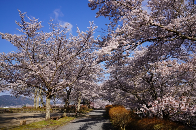 京都_桜_2020_43　七谷川　No15