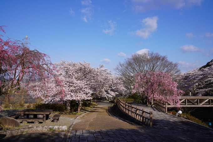 京都_桜_2020_43　七谷川　No16