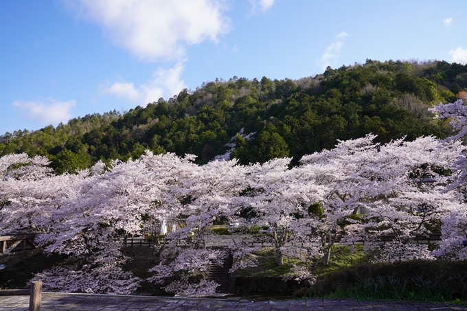 京都_桜_2020_43　七谷川　No17