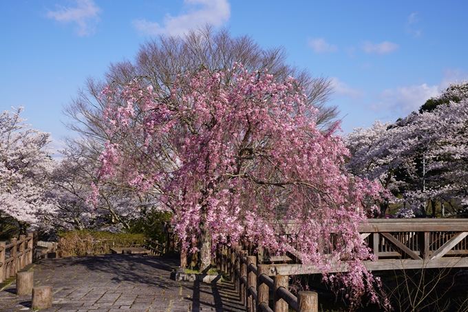 京都_桜_2020_43　七谷川　No18