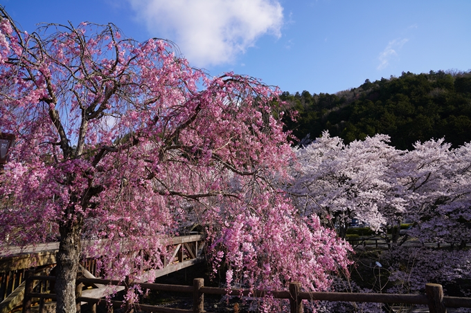 京都_桜_2020_43　七谷川　No19