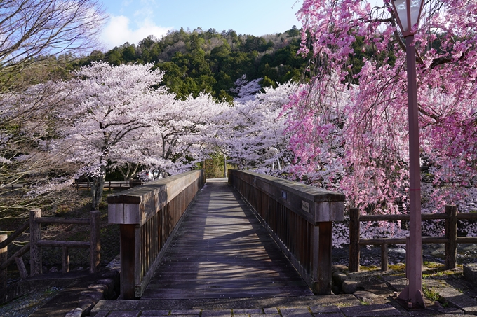 京都_桜_2020_43　七谷川　No20