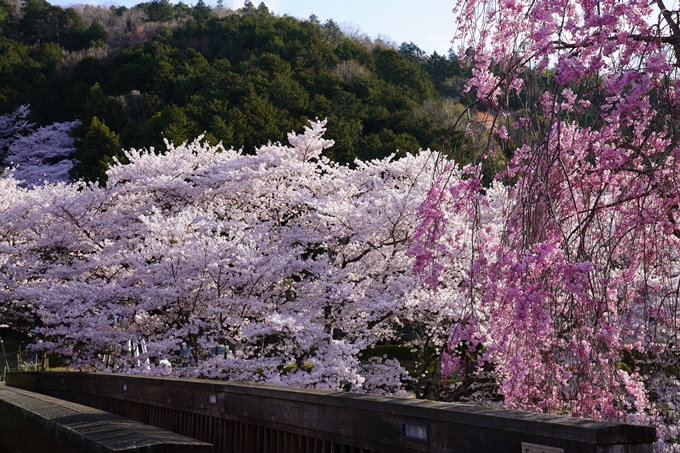 京都_桜_2020_43　七谷川　No21