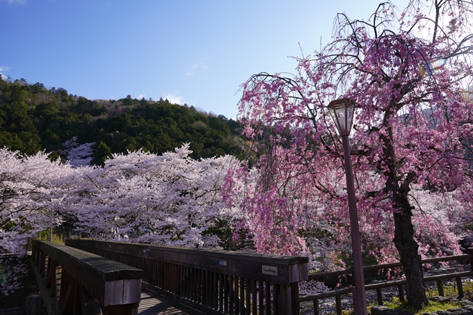 京都_桜_2020_43　七谷川　No22