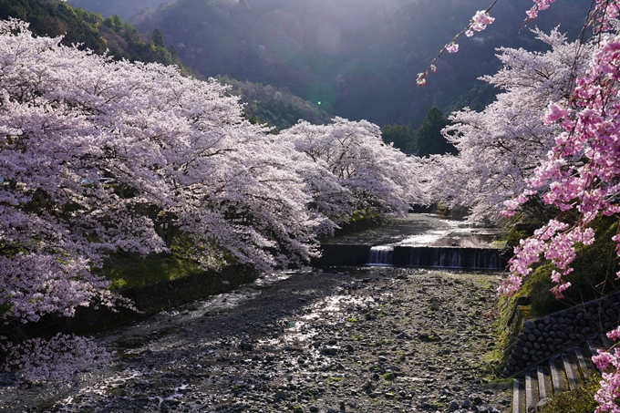 京都_桜_2020_43　七谷川　No23