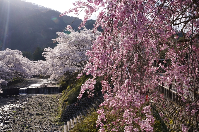 京都_桜_2020_43　七谷川　No24