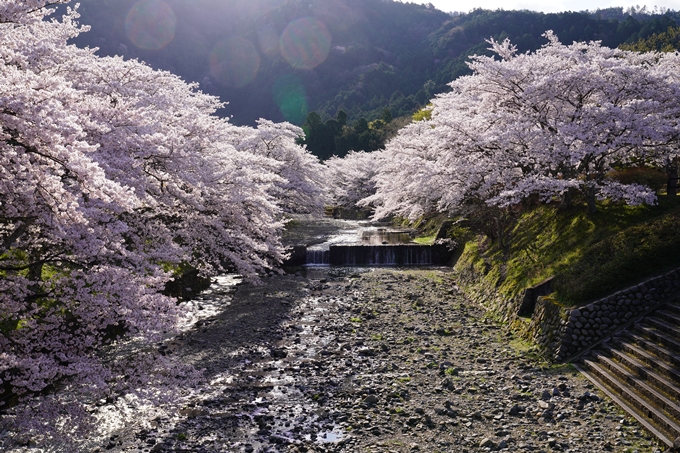 京都_桜_2020_43　七谷川　No25