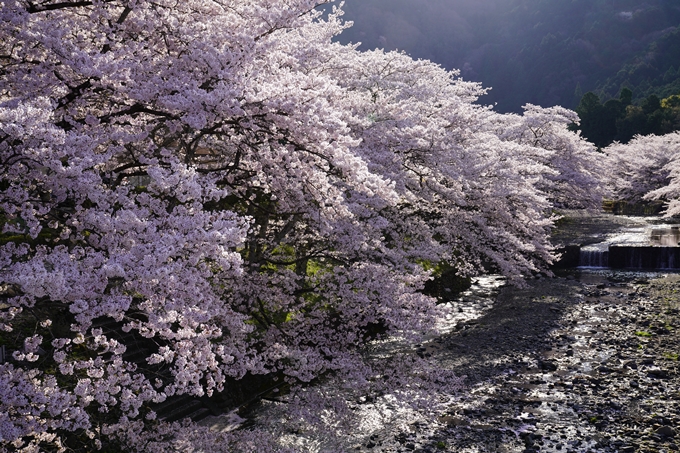 京都_桜_2020_43　七谷川　No26