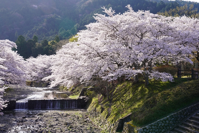 京都_桜_2020_43　七谷川　No27