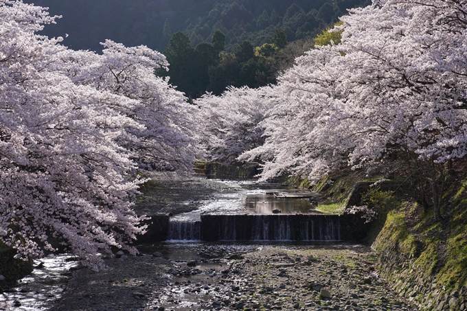 京都_桜_2020_43　七谷川　No28