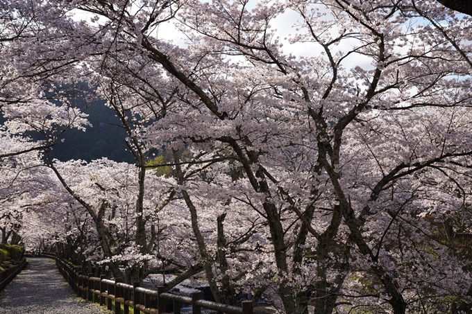 京都_桜_2020_43　七谷川　No29