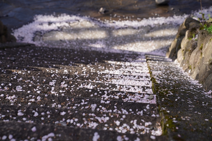 京都_桜_2020_43　七谷川　No30